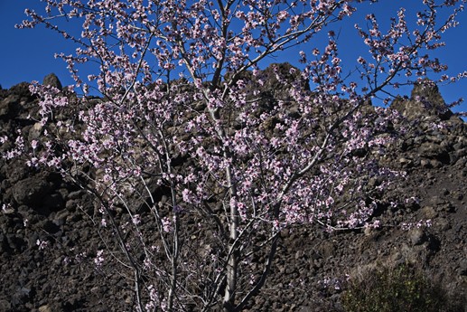9 feb 2021 Fioritura mandorli
